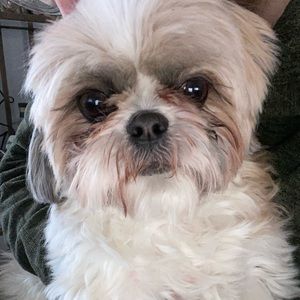 Meet your Posher, Ben